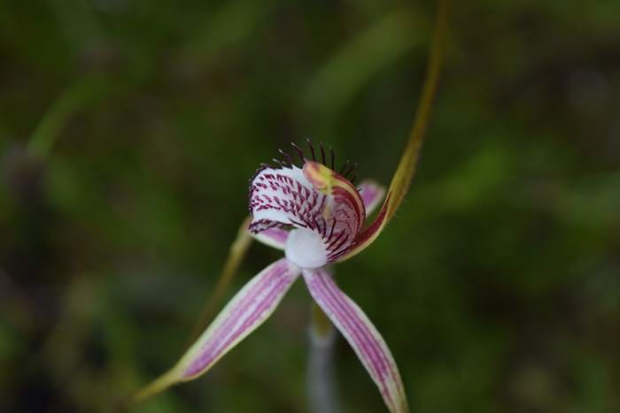 Caladenia - Orchid-spider-0024.JPG